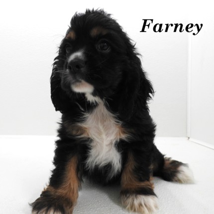 puppy, for, sale, Cocker Spaniel, Joe & Cherri  Overlease, dog, breeder, Miller, MO, dog-breeder, puppy-for-sale, forsale, nearby, find, puppyfind, locator, puppylocator, aca
